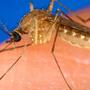 Department of Health reports 3 West Nile cases in Arkansas