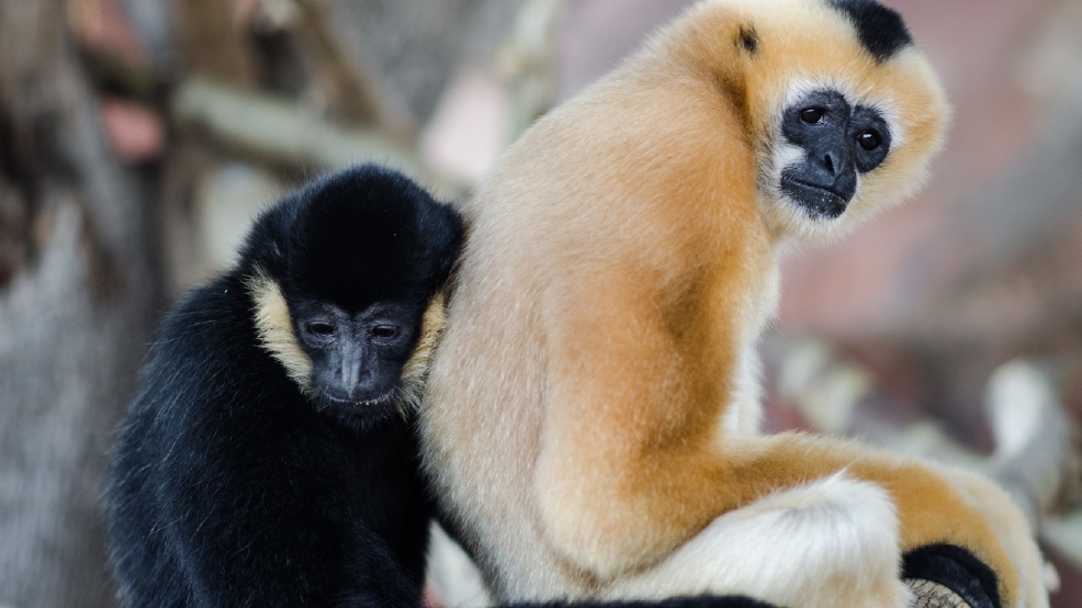 White Cheeked Gibbons Make Debut At Animal World Snake Farm Zoo Kabb