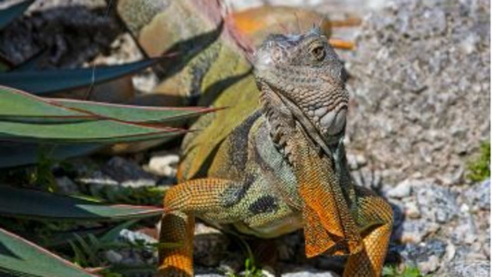 Fwc Under Fire After Encouraging Homeowners To Kill Iguanas Wpec